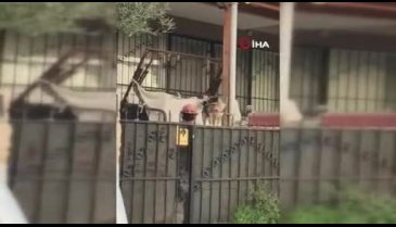 Sokaktaki köpeği bıçaklayan şahıs gözaltına alındı