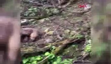 Vurduğu yavru ayının üzerine köpekleri saldı