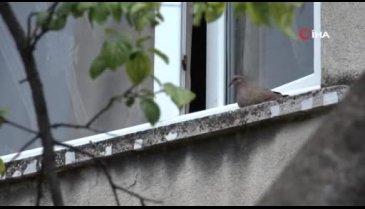 Bursa'da evinin misafir odasını kuşlara bıraktı