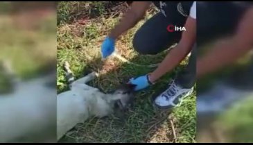 Bursa'da polis memuru, susuzluktan fenalaşan köpeğe elleriyle su içirdi