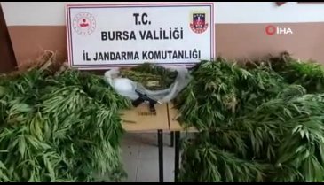 Bursa'da 20 yıl hapis cezası bulunan şüpheli ormanlık alanda esrar tarlasında yakalandı
