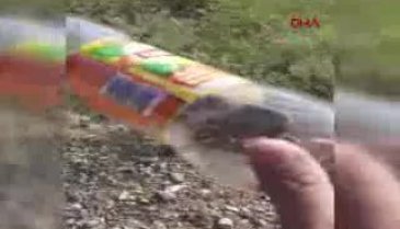 Zehirli yılan ayakkabılıkta yakalandı