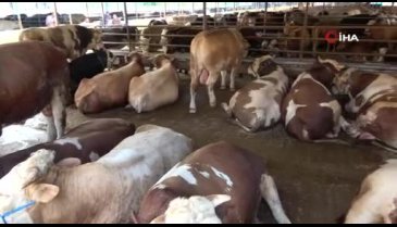 Bursa'da otomobil fiyatına 1 ton 250 kiloluk kurbanlık