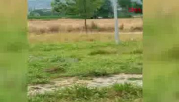 Teneke kutu üzerine çıkarak ata tecavüz etti!