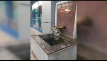 Bursa'da sıcaktan bunalan kediler çeşmeden su içiyor