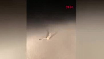 Dünyanın en ilginç 19 hayvanından biri! Ankara'da görüntülendi