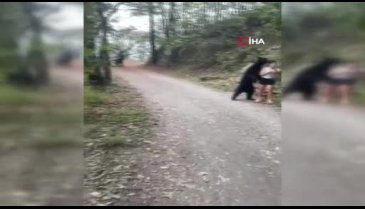 Parkta karşılarına çıkan ayı ile selfie çektiler!