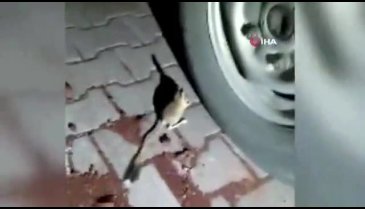 Ankara'da Kanguru Faresi görüldü