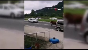 Hayvan pazarından firar eden kurbanlık tosun karayolunu karıştırdı