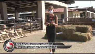 Bursa'da kurbanlık hayvanlar ne kadara satılıyor? (ÖZEL HABER)