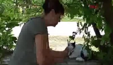 Sakarya'da felçli kediyi silahla öldürdüler