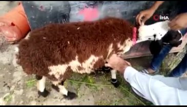 Kurbanlık koyun diye aldı keçi çıktı