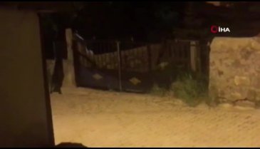 Yavru boz ayı kaçtı, köpek kovaladı