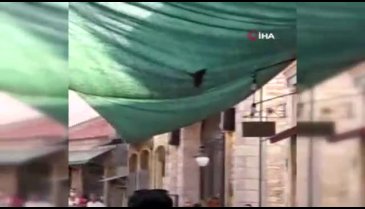 Urla'yı arılar bastı, görenler şaşırdı