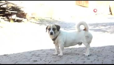 Bursa'da "kurtlar parçalasın" diye dağa atılan köpeklere köylüler sahip çıktı
