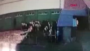 Öfkeli boğa dehşeti kamerada!