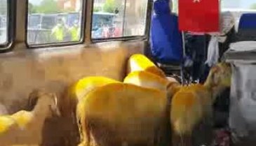 Bursa'da trafikten men edilen minibüs, içindeki kurbanlıklarla otoparka çekildi