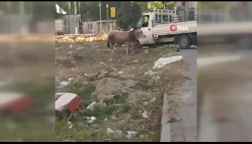 Bursa'da boğa önde vatandaşlar arkada kovalamaca