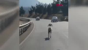 Bursa'da kaçan kurbanlık koç ortalığı karıştırdı!