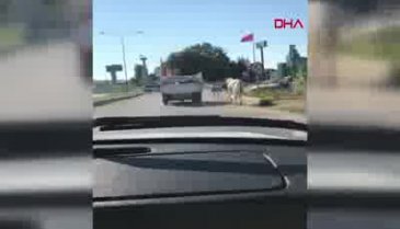 Bursa'da tepki çeken görüntü! Kilometrelerce koşturdu