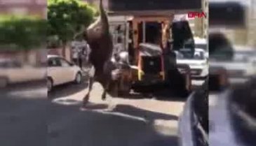 Dananın ayağından iş makinesine asılı kesime götürülmesine tepki