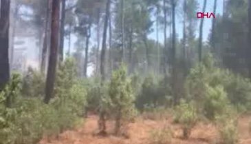 Bursa'da örtü yangınında 5 dönüm alan zarar gördü