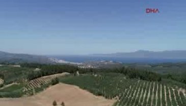 Bursa'nın yanan ciğerlerine tıbb&icirc; aromatik bitkiler ile tedavi