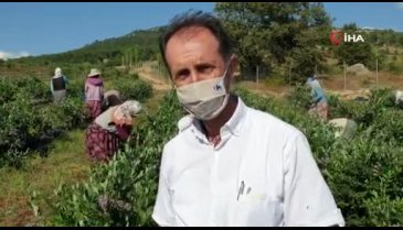 Bursa'nın Orhaneli ilçesinde yetişen yaban mersininin hasadı başladı