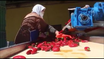 Bursa'nın Kulaca salçasından vazgeçmiyorlar