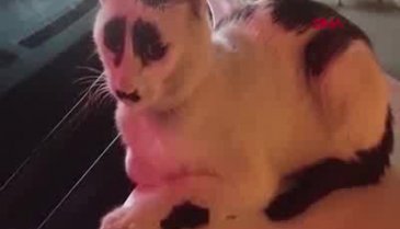 'Üzgün kedi' sosyal medyada ilgi odağı oldu