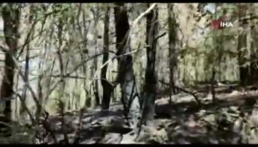 Kızılçam ormanında yürek yakan görüntü