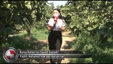 Bursa Karası'nın ihracat yolculuğu başladı! (ÖZEL HABER)