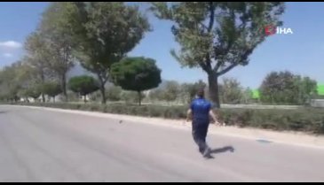 Bursa'da yolda ters duran kaplumbağayı zabıta kurtardı