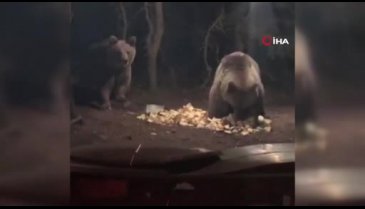 Bursa Uludağ'da aç kalan ayılar kamp alanına indi
