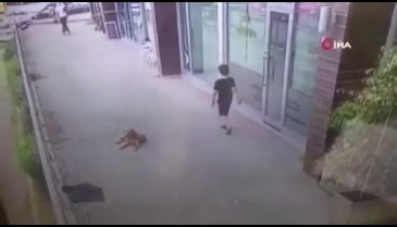 Küçük çocuğa köpek saldırısı