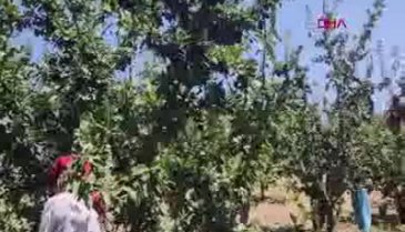 Bursa'da hasadı süren 'Birton' eriği ihracatı başladı