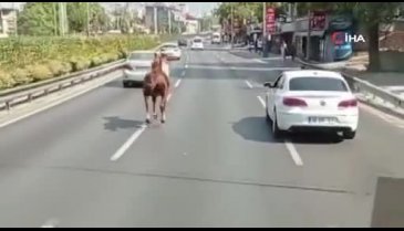 Bursa'da araç sürücülerini şaşkına çeviren at