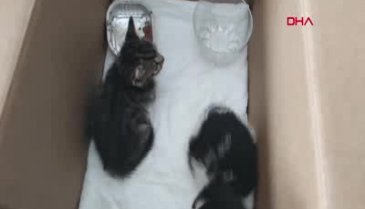 Yavru kedileri Bursa'da veteriner kliniğinin önüne bıraktılar