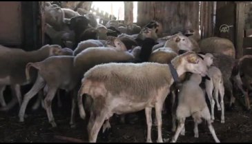 Bursa'da cezaevinden tahliye oldu, devlet desteğiyle koyun yetiştiriciliğine başladı