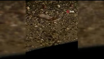 Bursa'da nesli tükenmekte olan su samuru görüntülendi