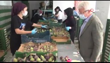 Bursa Nilüfer Belediye Başkanı Erdem, incir hasadına katıldı