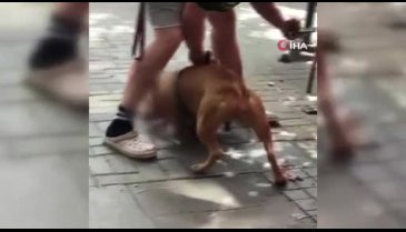 Pitbull dehşeti kamerada: "Köpeği vurun"