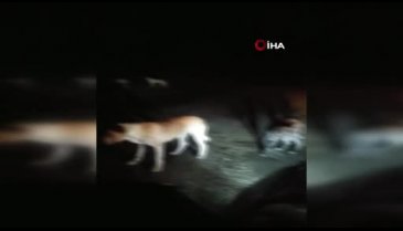 Uyuşturdukları köpekleri ormanlık alanda kaderlerine terk ettiler