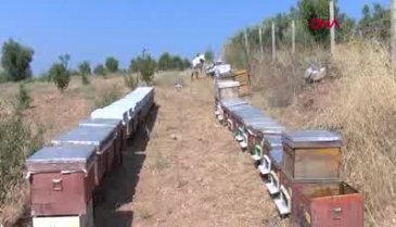 Gramı 700 liradan arı zehri ihraç ediyor