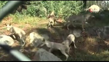 Bursa Hayvanat Bahçesi'nin yavru kurtları ilgi görüyor