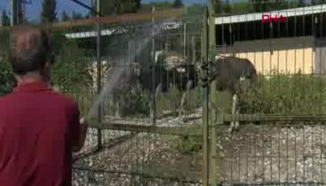 Bursa'da deve kuşlarını hortumla su sıkarak serinletiyorlar