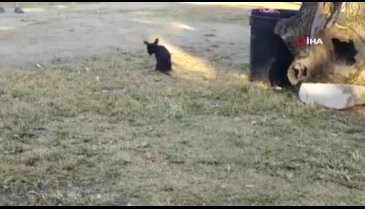 Bursa'da saldırıya uğrayan köpek tedavi altına alındı