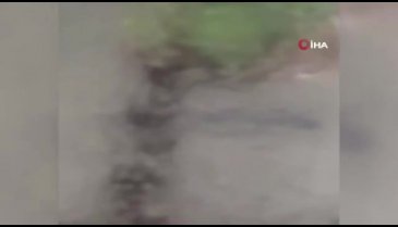Dev timsahlar sokakları istila etti