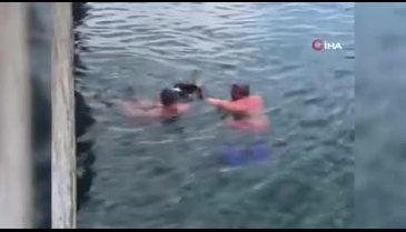 Bursa'da denize düşen kediyi cankurtaran çıkardı