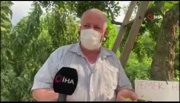 Bursa'da yoldan geçen durup meyve koparıyor